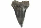 Fossil Mako Shark Tooth - Georgia #75173-1